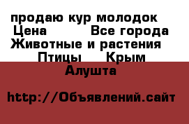 продаю кур молодок. › Цена ­ 320 - Все города Животные и растения » Птицы   . Крым,Алушта